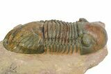 Large, Prone Paralejurus Trilobite Fossil - Lghaft, Morocco #350435-1